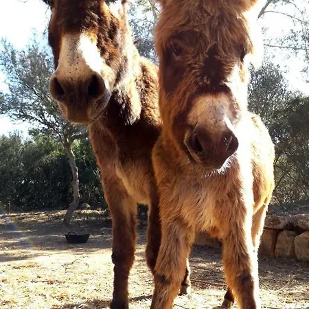 Ses Rotes Velles - Petit